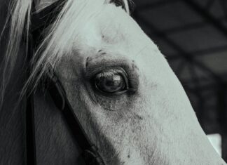 Ankara Kastamonu Arası Kaç Km? Keşfetmek İsteyeceğiniz Rota!