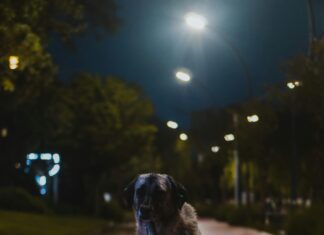 Ankara Sivas Arası Kaç Km? Mesafeyi Öğrenmek İçin Tıkla!